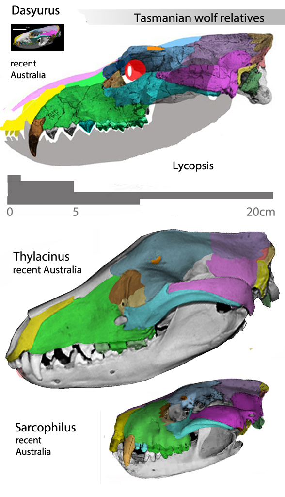 Thylacinus relatives