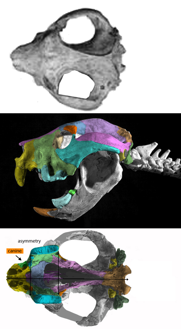 Thylacoleo skull 3 views