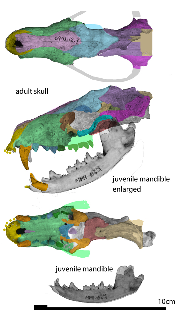 Thylophorops