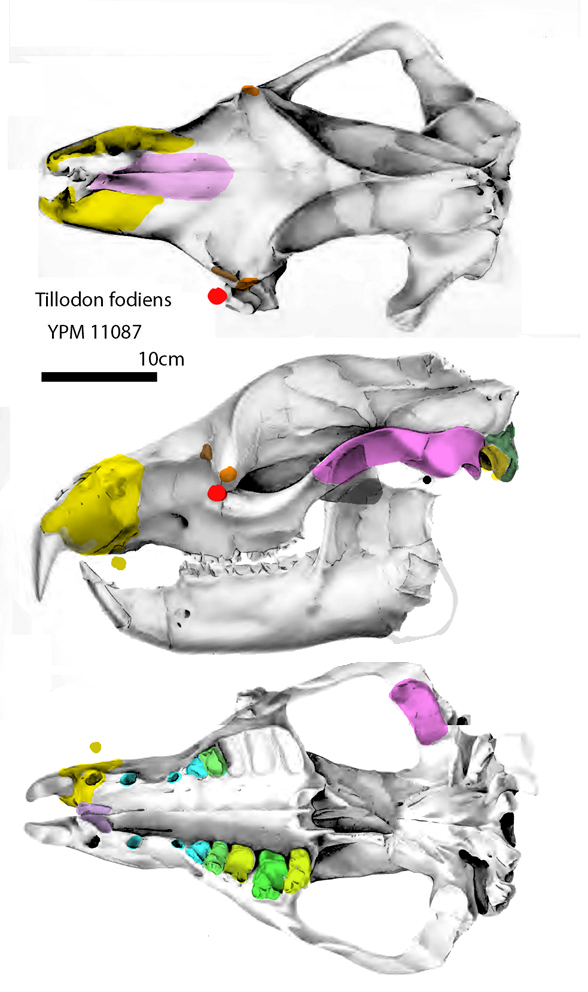 Tillodon skull 3 views