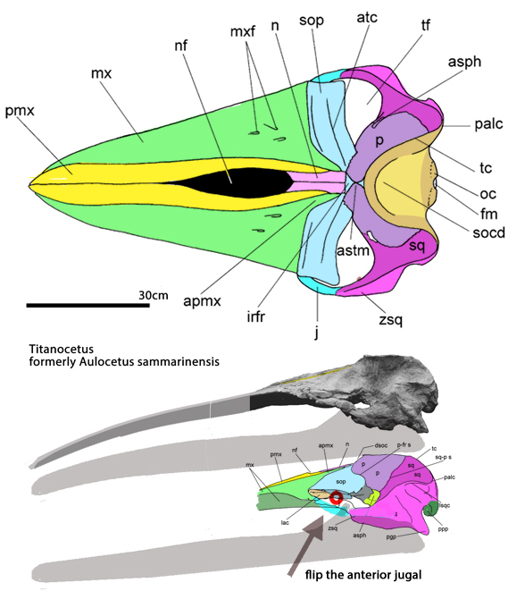 Titanocetus