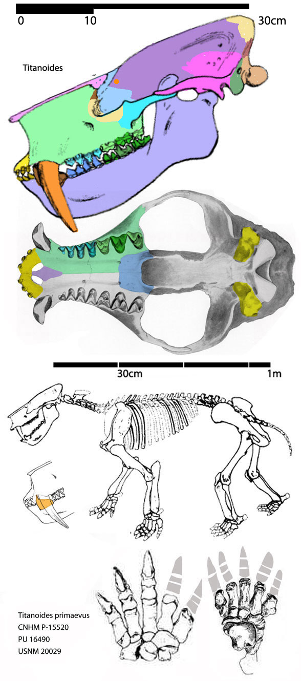 Titanoides