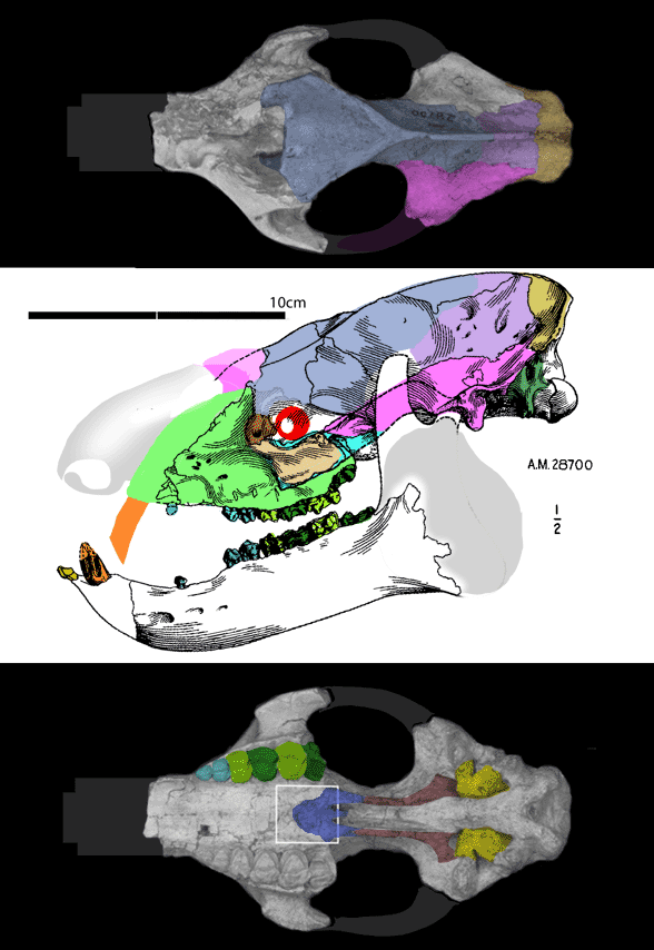 Trigonostylops