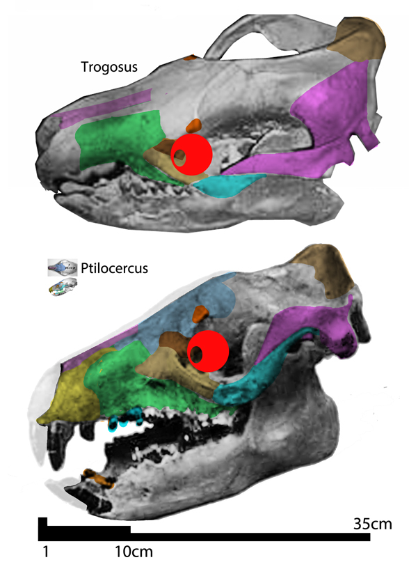 Trogosus skulls