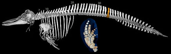 tursiops skeleton