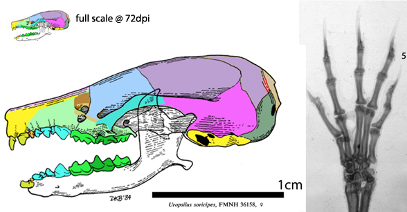 Uropsilus skull