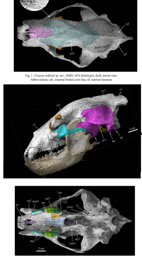 Ursavus skull