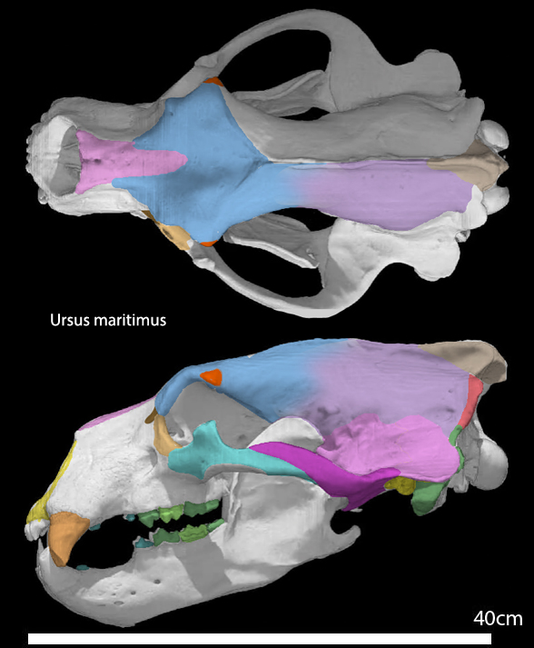 Ursus maritimus