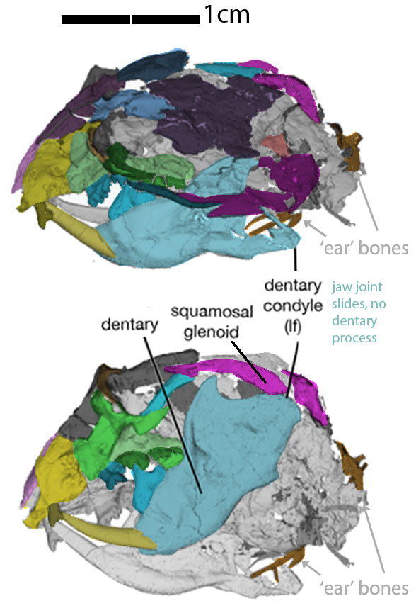 Vilevolodon skull CT scans