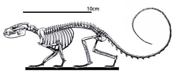 Vincelestes overall