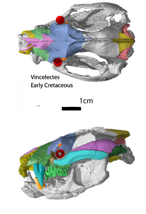 Vincelestes skull µCT scan