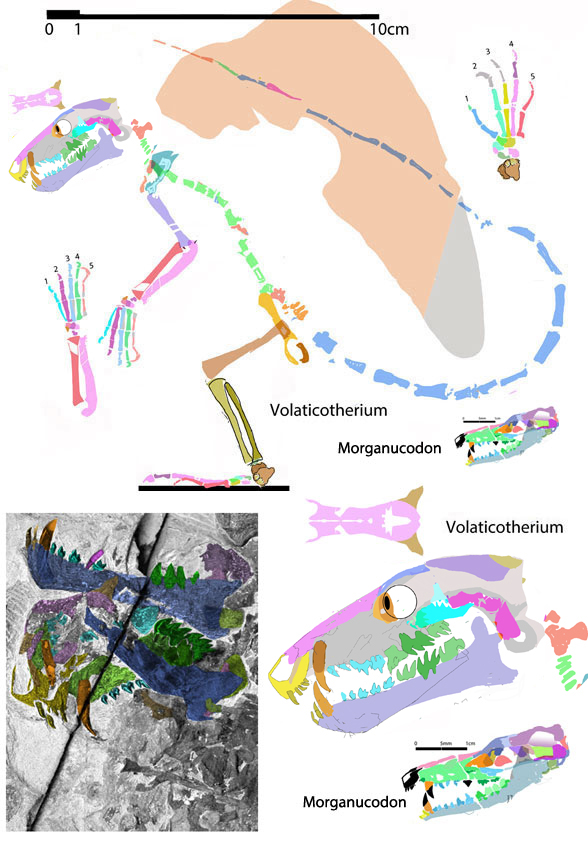 Volaticotherium reconstructed