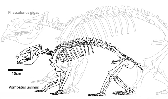 Vombatus skeleton