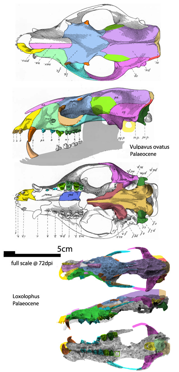 Vulpavus ovatus, Alocodontulum and Metacheiromys skiulls to scale