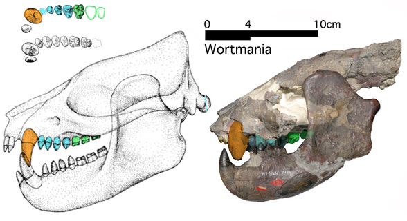 Wortmania