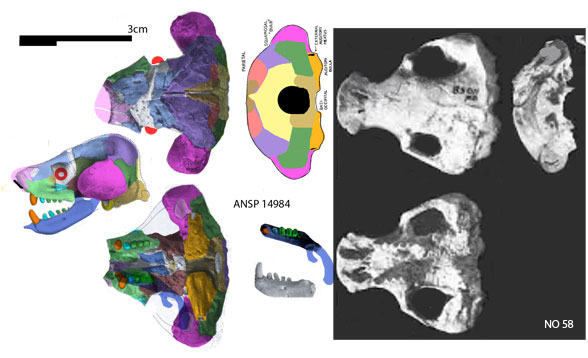 Xenocranium skulls