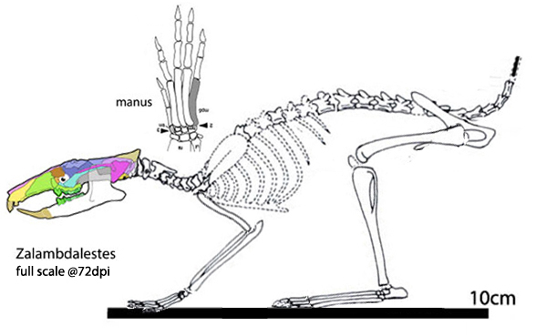 Zalambdalestes and Nasua compared