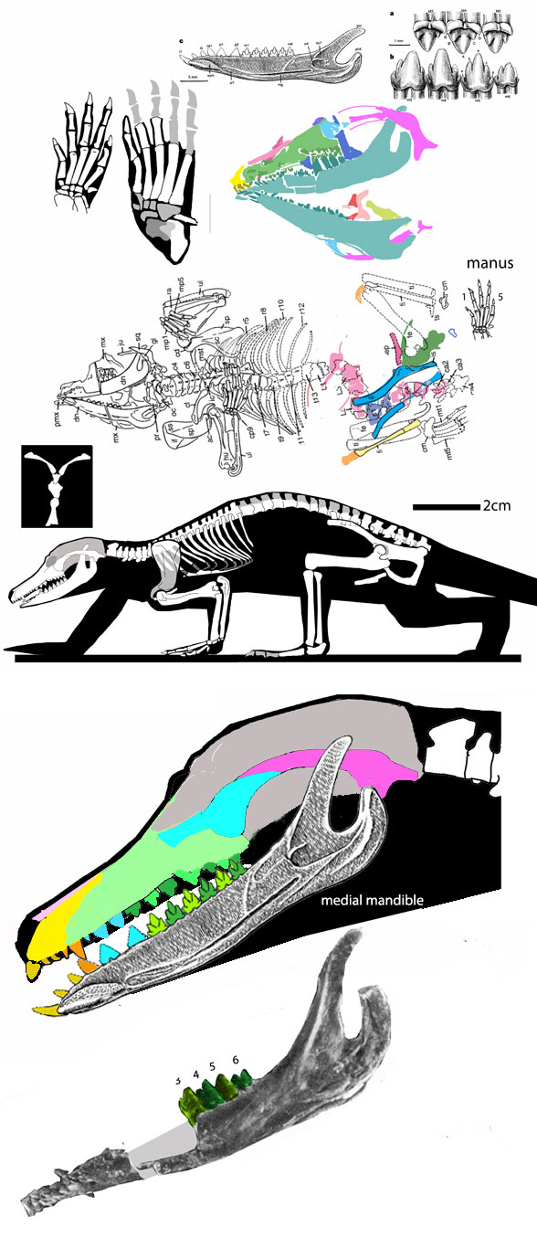 Zhengheotherium