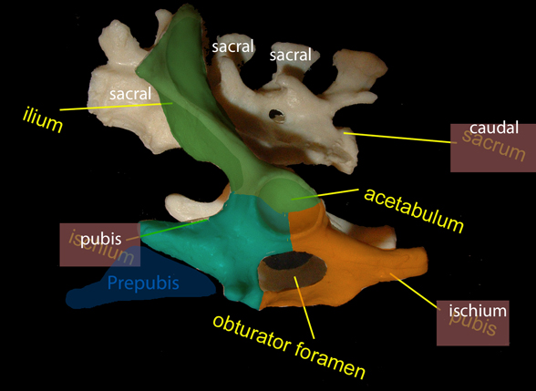 Ornithorhynchus pelvis