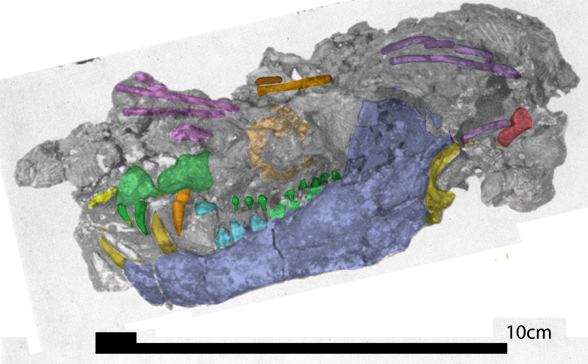 Pachygenelus skull in situ