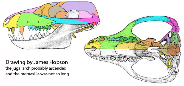 Pachygenelus by Hopson