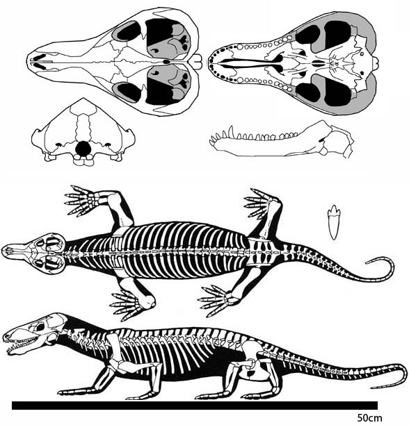 Procynosuchus