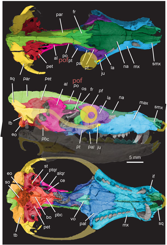 Pseudotherium skull