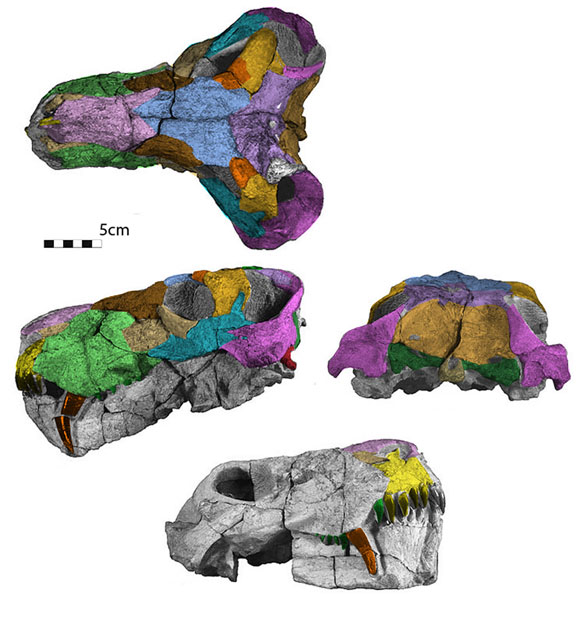 Rubidgina skull