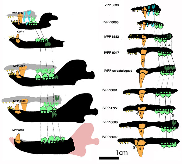 Sinoconodon mandibles