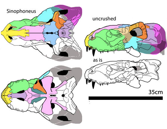 Sinophoneus skull 3 views