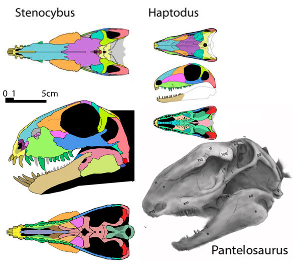 Haptodus and Stenocybus