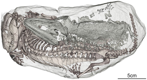 Thrinaxodon and amphibian