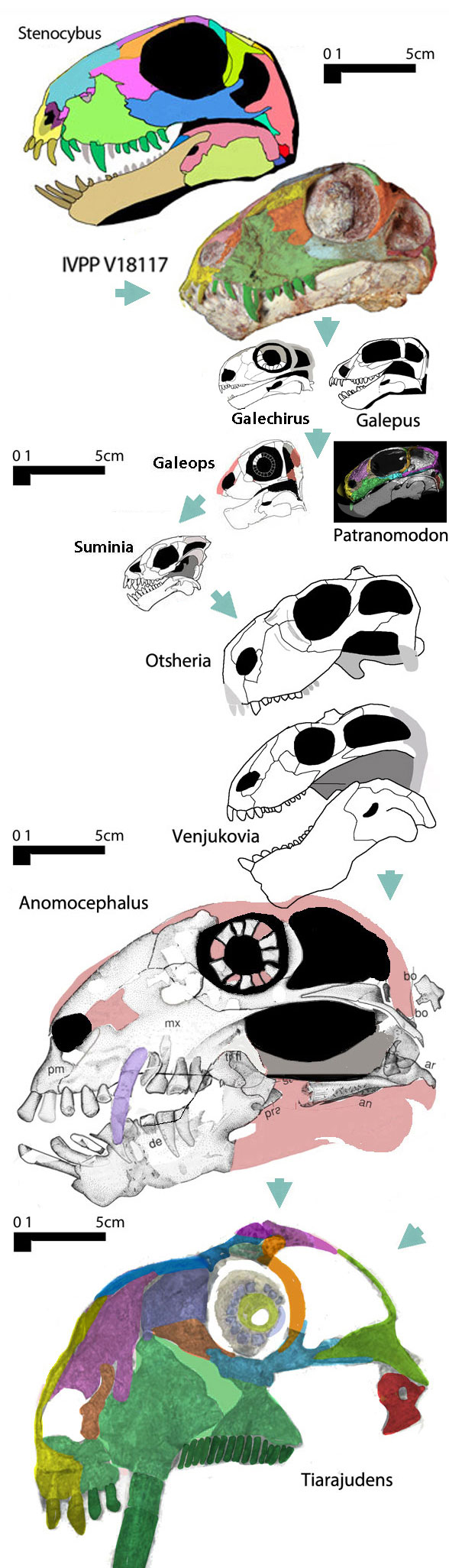 Venjukoviamorpha