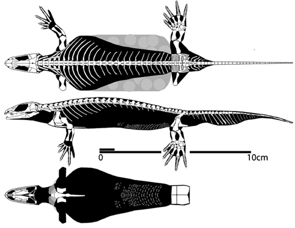 Westlothiana