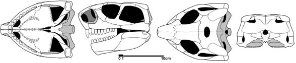 Ennatosaurus skull