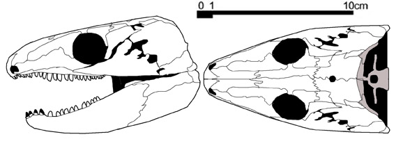 Reiszorhinus