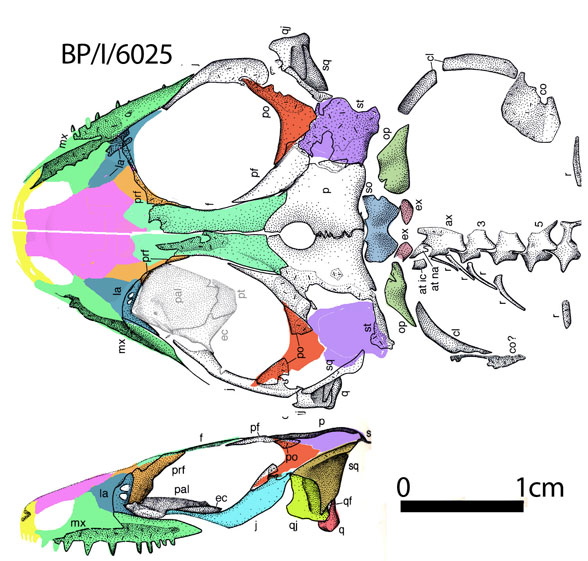 Saurodectes