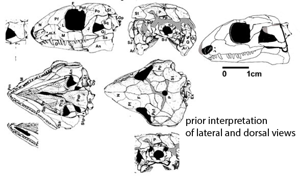 Acleistorhinus