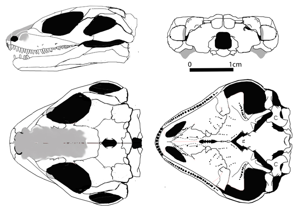 Australothyris