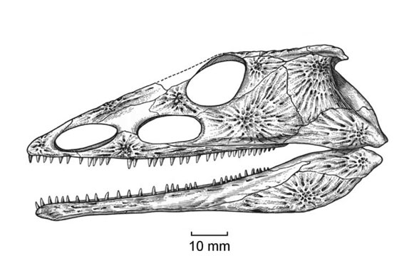 Chroniosuchus