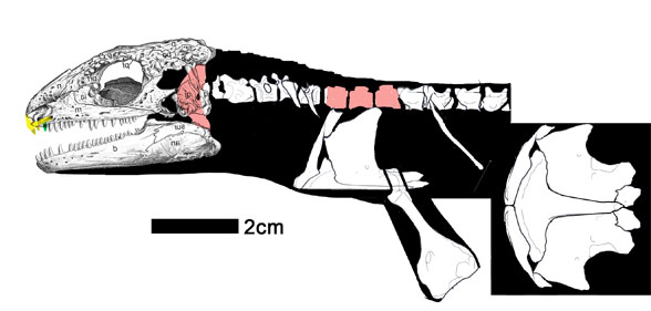 Delorhynchus