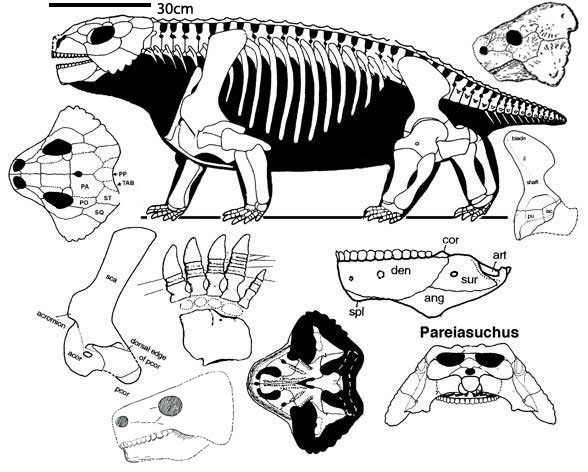 Anthodon