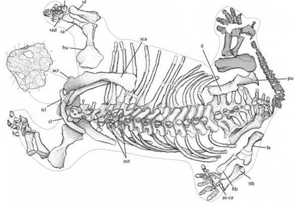 Deltavjatka_dorsal_view_overall