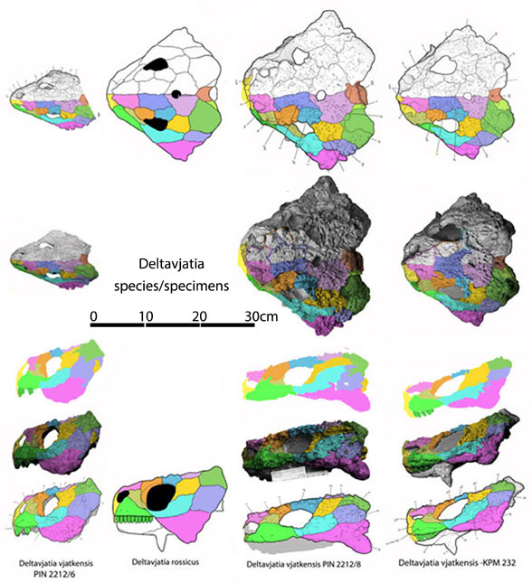 Deltavatjia skulls