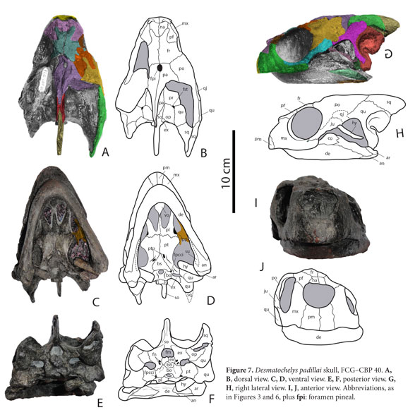 Desmatochelys skull