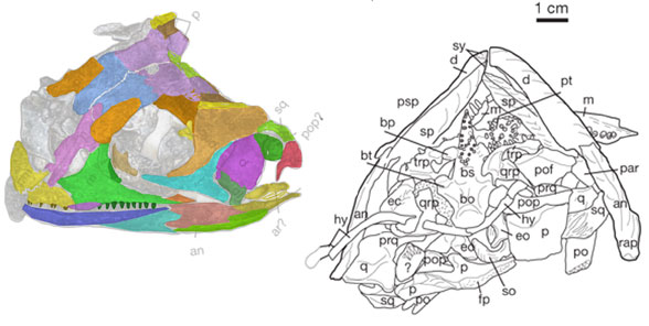 Eorhynchochelys skull