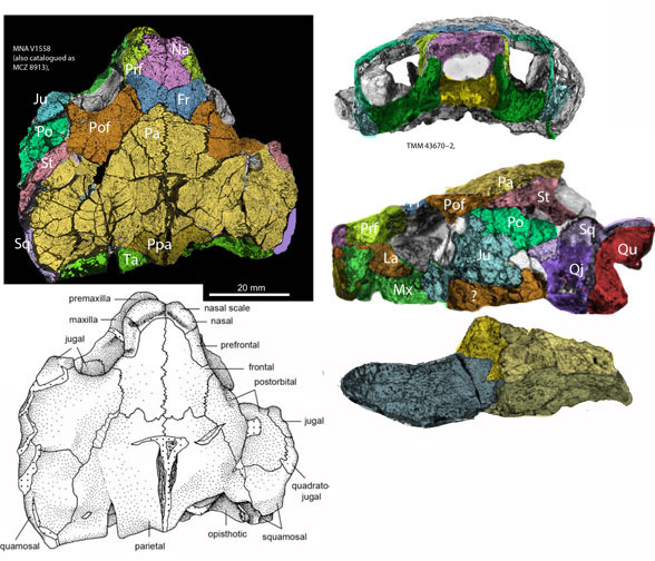 Kayentachelys skull