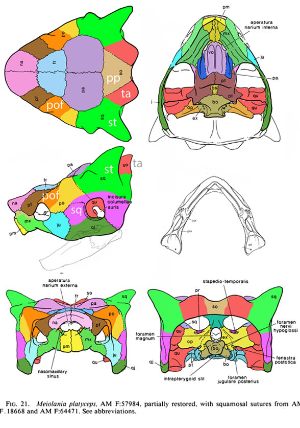 Meiolania skull