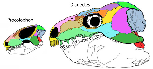 Procolophon and Diadectes compared