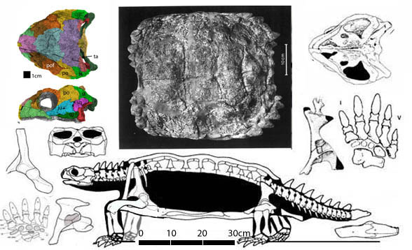 Proganochelys